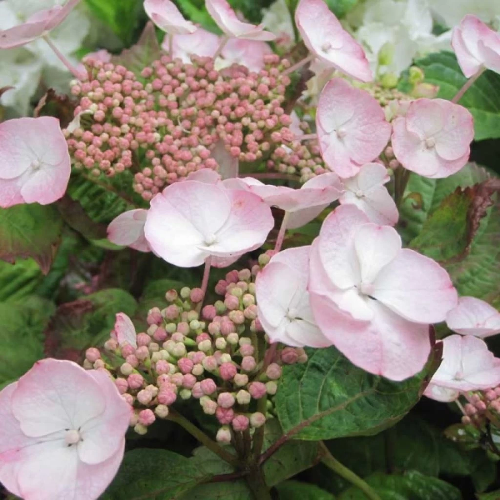 Hortensia - Hydrangea Macrophylla Dolce Gipsy 3 Hortensia - Hydrangea Macrophylla Dolce Gipsy