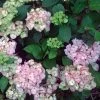 Hortensia - Hydrangea Serrata Precioza