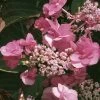 Hortensia - Hydrangea Serrata Santiago -Plantes Séries Magasin hortensia serrata santiago 67871 1