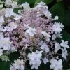 Hortensia - Hydrangea Involucrata Yoraku Tama -Plantes Séries Magasin hortensia yoraku tama 67878 1
