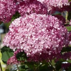 Hortensia Arborescens Pink Annabelle Ou Invincibelle