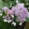 Hortensia - Hydrangea Involucrata Late Love 2 Hortensia - Hydrangea Involucrata Late Love -Plantes Séries Magasin hydrangea involucrata late love 85457 1