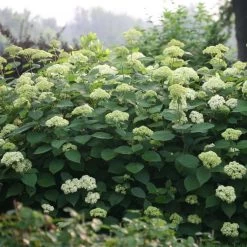 Hortensia Arborescens Lime Rickey