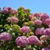 Hortensia - Hydrangea Macrophylla Bouquet Rose -Plantes Séries Magasin hydrangea macrophylla bouquet rose 85622 1