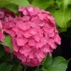 Hortensia - Hydrangea Macrophylla Dolce Fragola