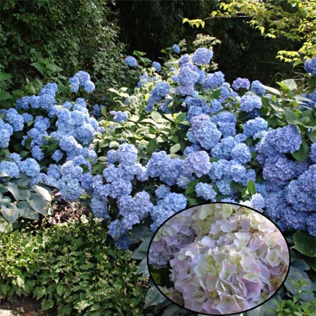 Hortensia - Hydrangea Macrophylla Generale Vicomtesse De Vibraye 3 Hortensia - Hydrangea Macrophylla Generale Vicomtesse De Vibraye