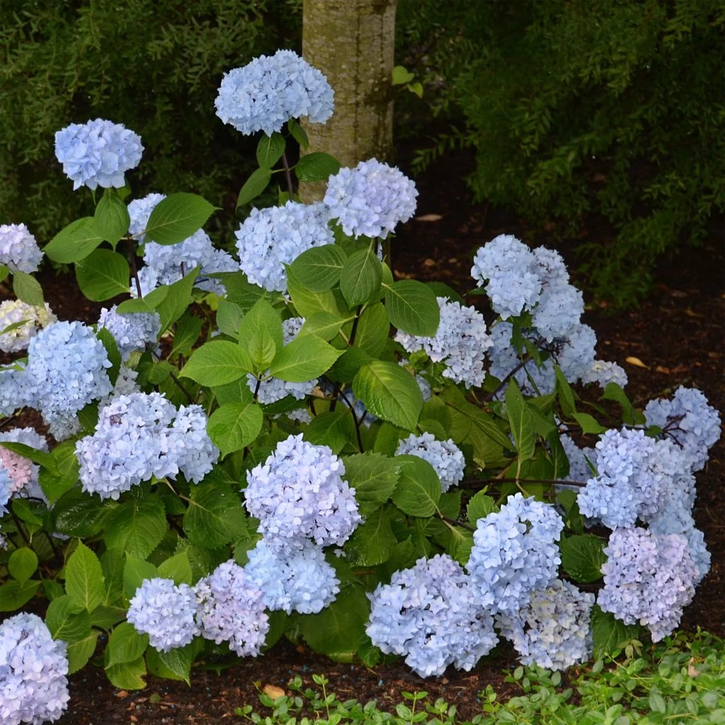 Hortensia - Hydrangea Macrophylla So Long® Ebony 3 Hortensia - Hydrangea Macrophylla So Long® Ebony