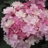 Hortensia - Hydrangea Macrophylla You And Me Romance -Plantes Séries Magasin hydrangea macrophylla you and me romance 67124 1