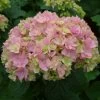 Hortensia - Hydrangea Macrophylla You And Me Together -Plantes Séries Magasin hydrangea macrophylla you and me together 67859 1
