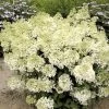 Hydrangea Paniculata Bobo - Hortensia Paniculé Nain 2 Hydrangea Paniculata Bobo - Hortensia Paniculé Nain -Plantes Séries Magasin hydrangea paniculata bobo 80690 1