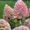 Hydrangea Paniculata Pinkachu - Hortensia Paniculé 1 Hydrangea Paniculata Pinkachu - Hortensia Paniculé -Plantes Séries Magasin hydrangea paniculata pinkachu v 87388 1