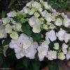 Hortensia - Hydrangea Runaway Bride 1 Hortensia - Hydrangea Runaway Bride -Plantes Séries Magasin hydrangea runaway bride 85487 1