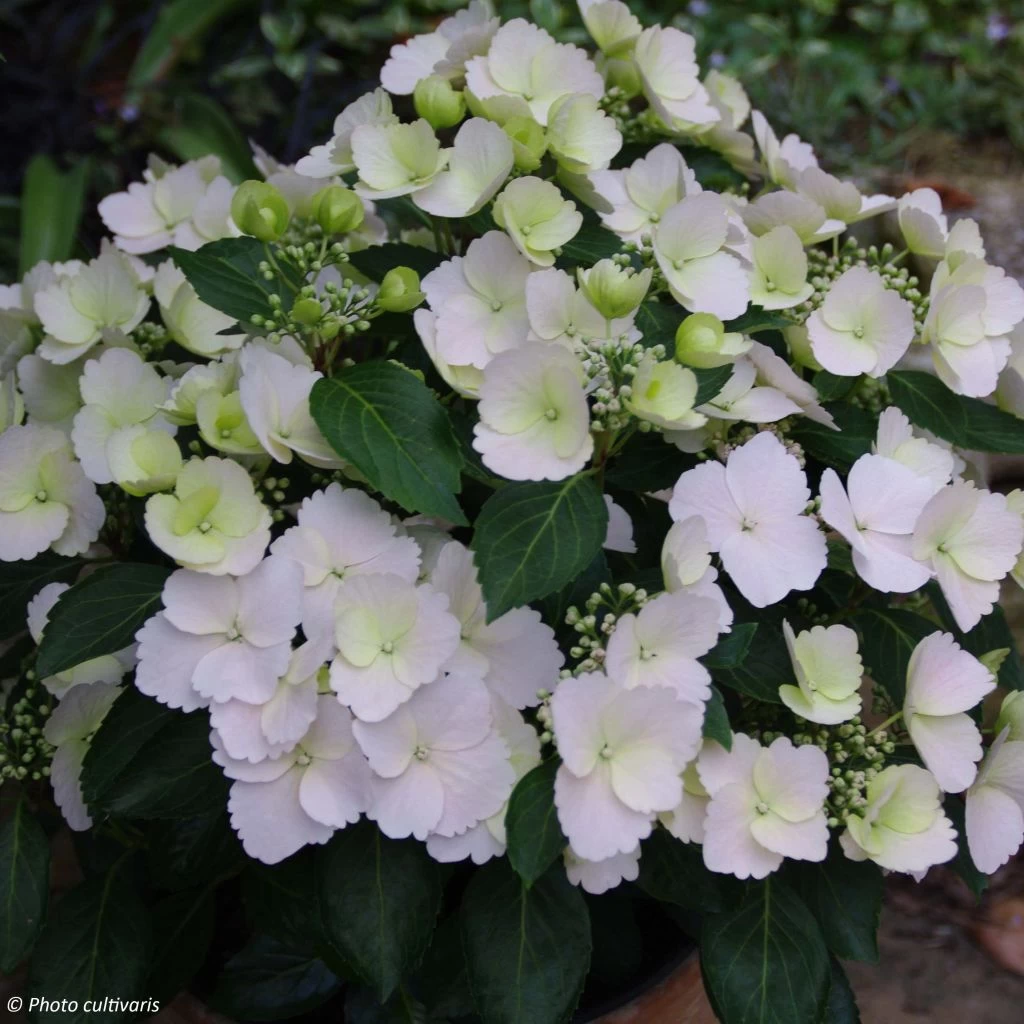 Hortensia - Hydrangea Runaway Bride 3 Hortensia - Hydrangea Runaway Bride