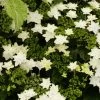 Hortensia - Hydrangea Macrophylla Fireworks White