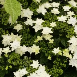 Hortensia - Hydrangea Macrophylla Fireworks White