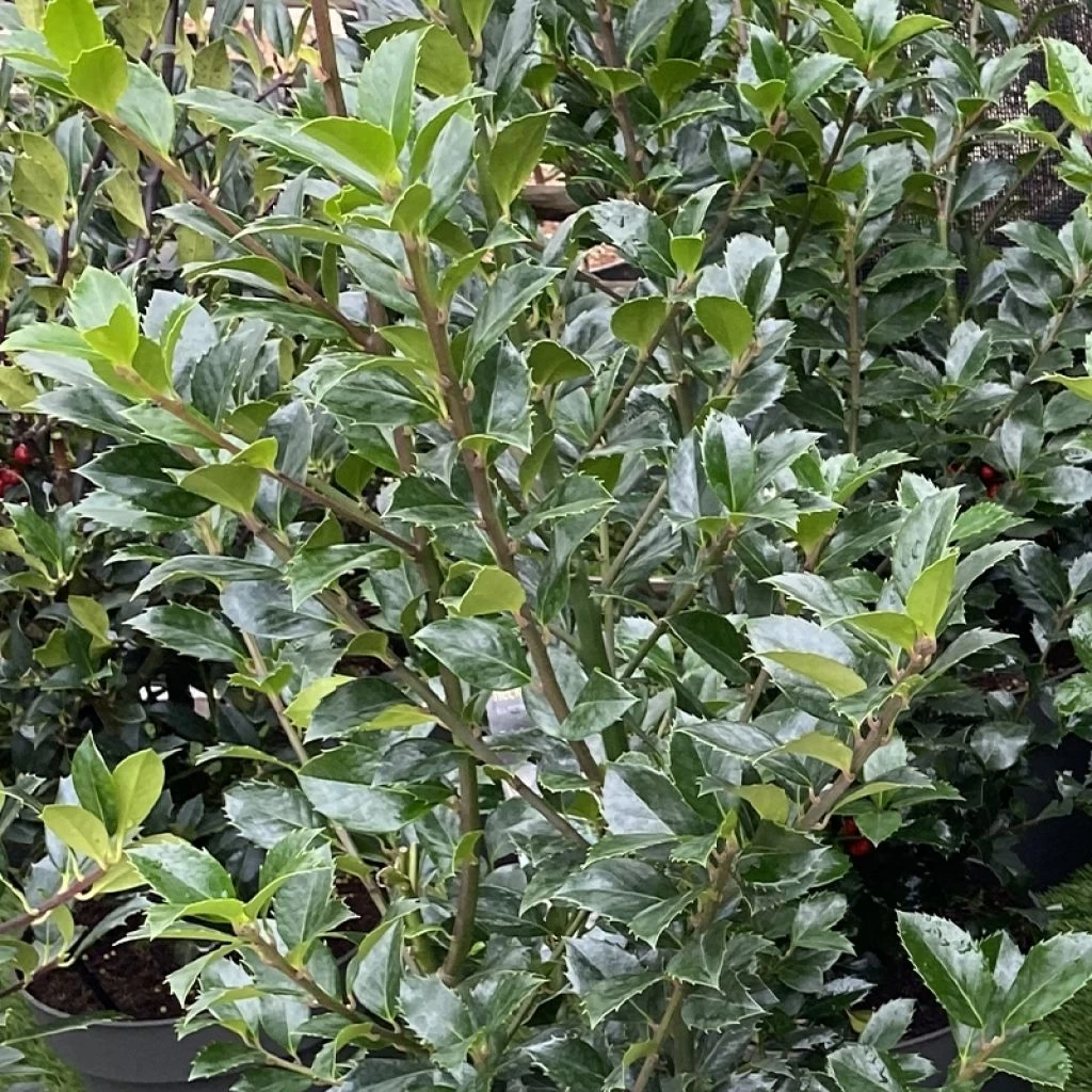 Houx - Ilex Meserveae Heckenfee 3 Houx - Ilex Meserveae Heckenfee