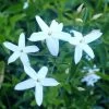 Jasmin Des Açores - Jasminum Azoricum 2 Jasmin Des Açores - Jasminum Azoricum -Plantes Séries Magasin jasminum azoricum 83639 5