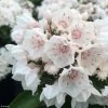 Kalmia Latifolia Zébulon - Laurier Des Montagnes Blanc Nuancé De Rose