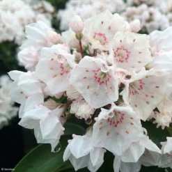 Kalmia Latifolia Zébulon - Laurier Des Montagnes Blanc Nuancé De Rose