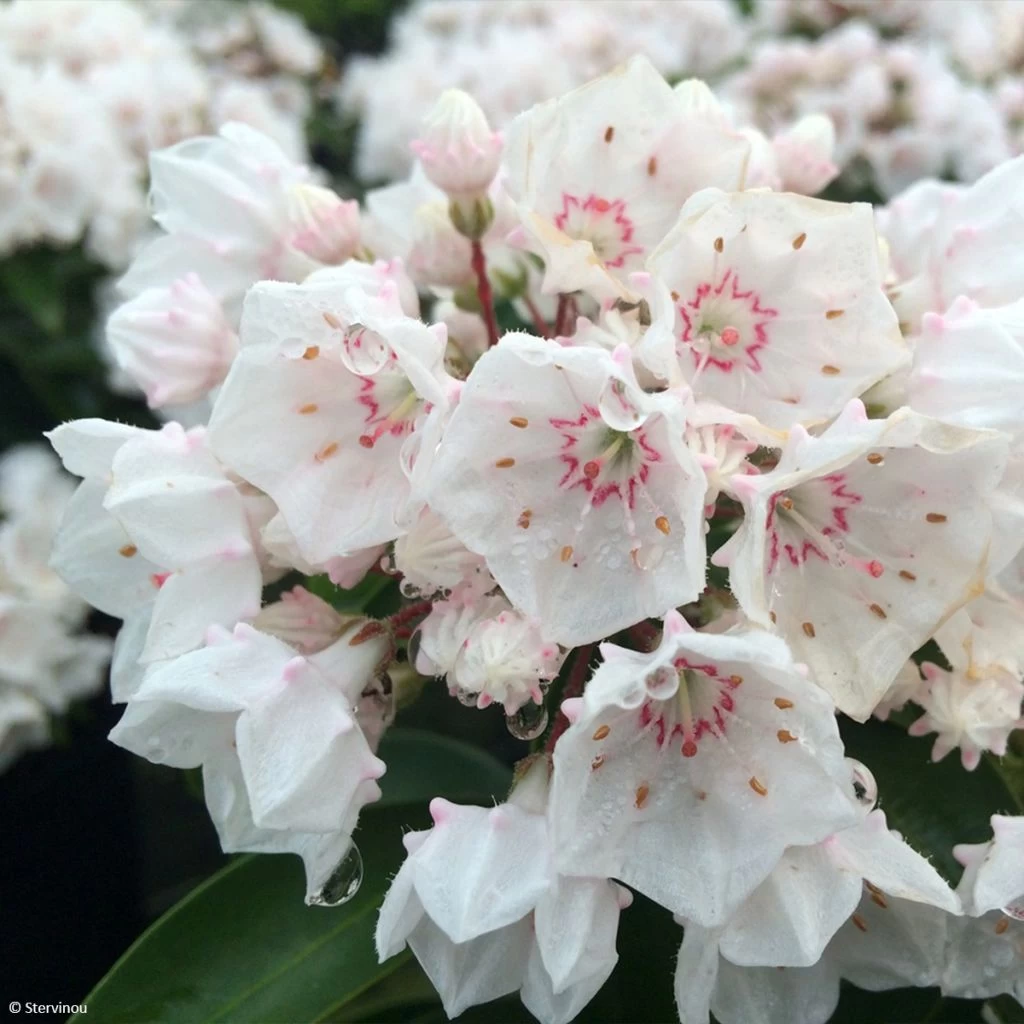 Kalmia Latifolia Zébulon - Laurier Des Montagnes Blanc Nuancé De Rose 3 Kalmia Latifolia Zébulon - Laurier Des Montagnes Blanc Nuancé De Rose
