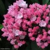 Kalmia Latifolia You Can - Laurier Des Montagnes En Camaieu De Rose -Plantes Séries Magasin kalmia latifolia you can 781987 1