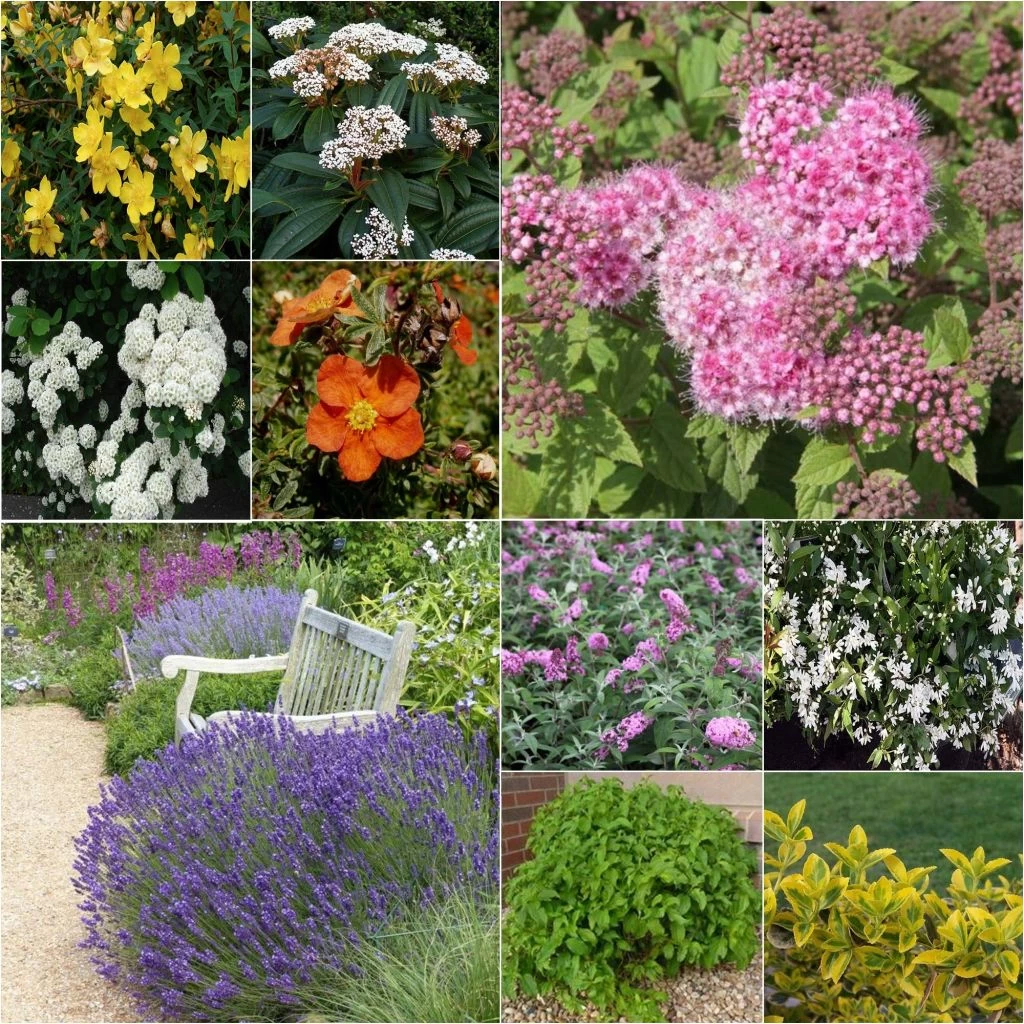 Kit Haie Basse éco 3 Kit Haie Basse éco