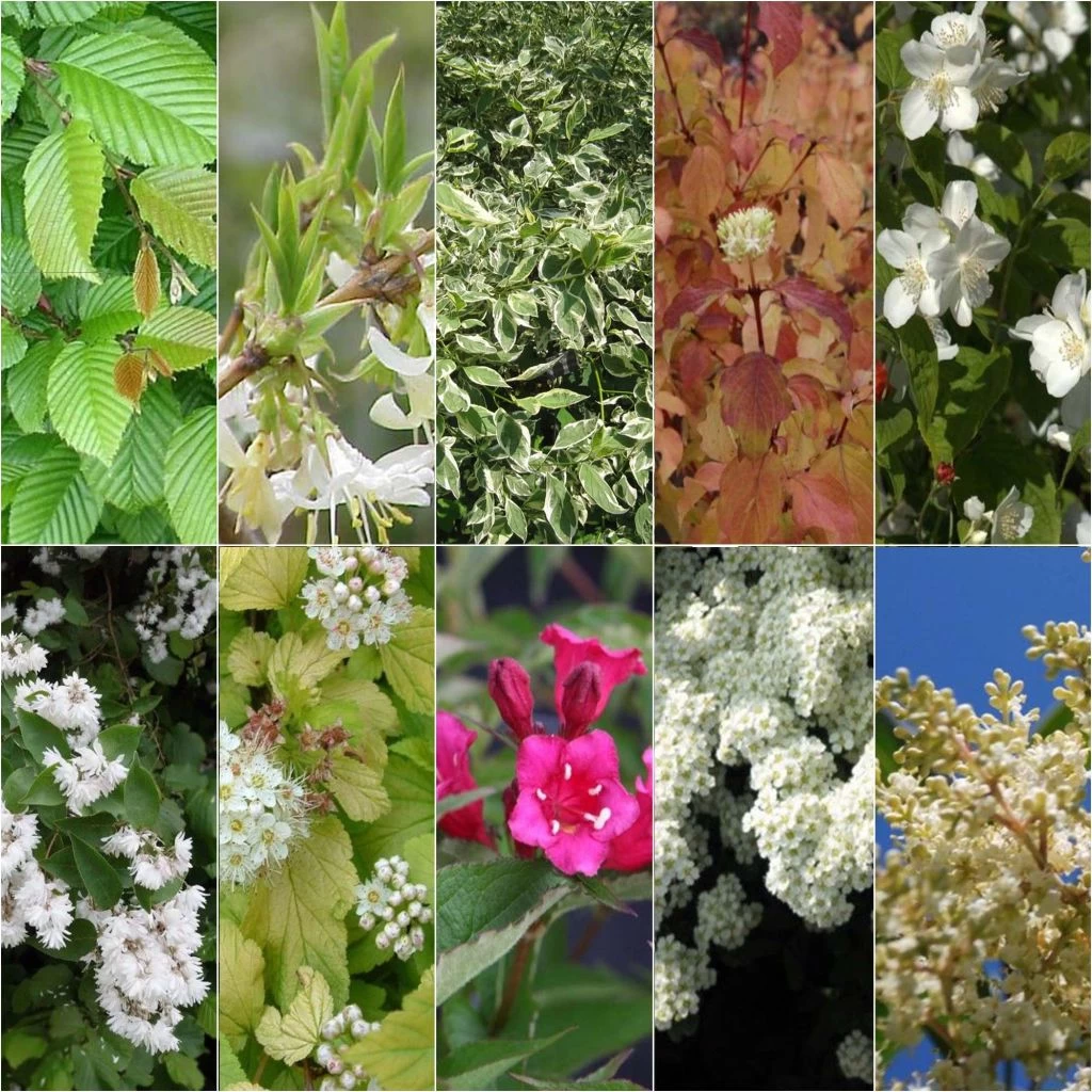 Kit Haie Fleurie Pour Terrains Argileux éco 3 Kit Haie Fleurie Pour Terrains Argileux éco