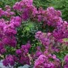 Lagerstroemia Indica Violet D'Eté Indyvio - Lilas Des Indes Violine -Plantes Séries Magasin lagerstroemia indica Violet d Ete indyvio 81391 1