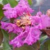 Lagerstroemia Indica Summer Beauty Centennial - Lilas Des Indes -Plantes Séries Magasin lagerstroemia indica summer beauty centennial 85956 1