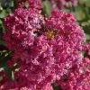 Lagerstroemia Indica Summer Beauty Velma's Royal Delight - Lilas Des Indes 1 Lagerstroemia Indica Summer Beauty Velma's Royal Delight - Lilas Des Indes -Plantes Séries Magasin lagerstroemia indica summer beauty velma s royal delight 85959 1