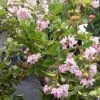 Lagerstroemia Indica Summer Charm Hopi - Lilas Des Indes 2 Lagerstroemia Indica Summer Charm Hopi - Lilas Des Indes -Plantes Séries Magasin lagerstroemia indica summer charm hopi 85954 1