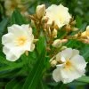 Laurier Rose Luteum Plenum - Nerium Oleander 2 Laurier Rose Luteum Plenum - Nerium Oleander -Plantes Séries Magasin laurier rose luteum plenum nerium oleander copyright 870561 1