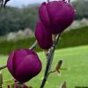 Magnolia Black Tulip 2 Magnolia Black Tulip -Plantes Séries Magasin magnolia black tulip 781690 1