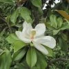 Magnolia Grandiflora Galissonière