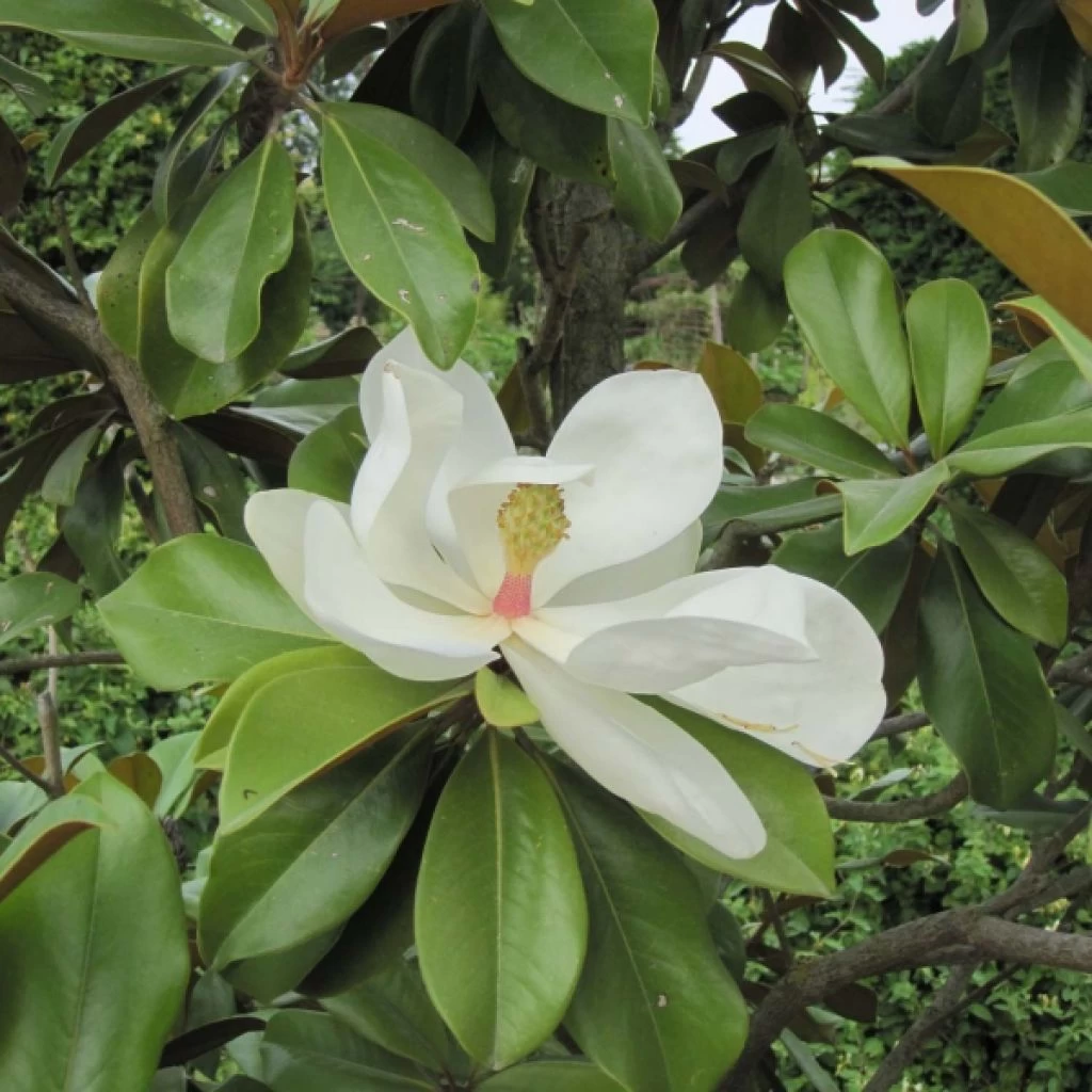 Magnolia Grandiflora Galissonière 3 Magnolia Grandiflora Galissonière