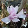 Magnolia Loebneri Leonard Messel -Plantes Séries Magasin magnolia messel 7903 1