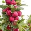 Malus Appletini (Gulliver) - Pommier D'ornement -Plantes Séries Magasin malus appletini gulliver 15594 1