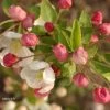 Pommier D'ornement - Malus Perpetu Evereste -Plantes Séries Magasin malus perpetu evereste 7873 1