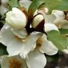 Michelia Yunnanensis Gail's Favorite -Plantes Séries Magasin michelia yunnanensis gail s favorite 82422 1 2