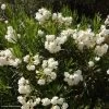Laurier Rose - Nerium Oleander Blanc