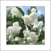 Seringat Blanc - Philadelphus Albâtre -Plantes Séries Magasin philadelphus albatre 84187 1