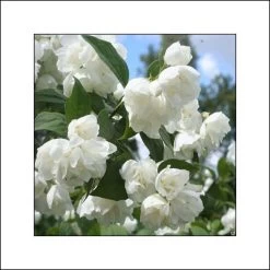 Seringat Blanc - Philadelphus Albâtre