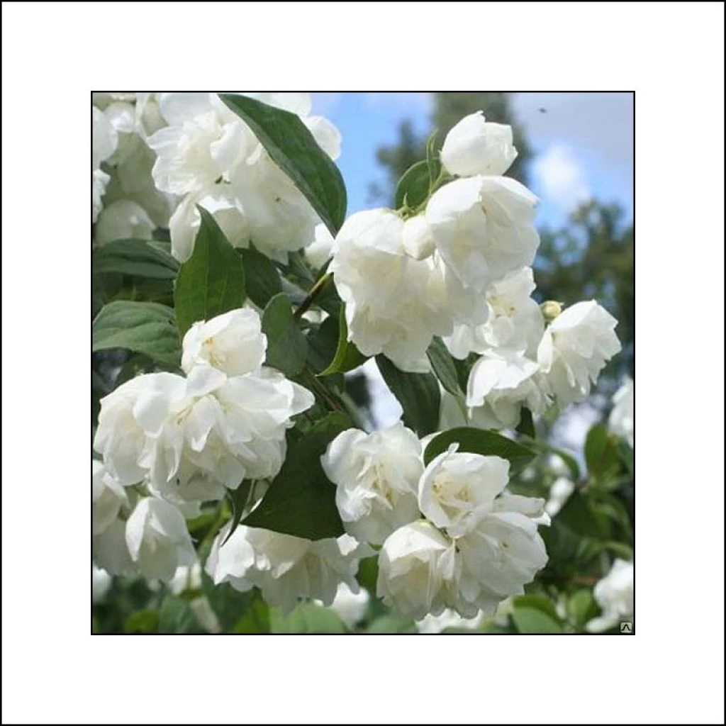 Seringat Blanc - Philadelphus Albâtre 3 Seringat Blanc - Philadelphus Albâtre