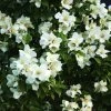 Seringat Des Jardins - Philadelphus Belle Etoile -Plantes Séries Magasin philadelphus belle etoile 781753 2