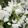 Philadelphus Little White Love - Seringat Nain. 1 Philadelphus Little White Love - Seringat Nain. -Plantes Séries Magasin philadelphus little white love 84191 1