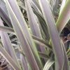 Phormium Chocomint - Lin De Nouvelle-Zélande
