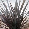 Phormium Dark Delight - Lin De Nouvelle-Zélande