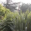Phormium Tenax - Lin De Nouvelle-Zélande