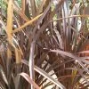 Phormium Tenax Purpureum - Lin De Nouvelle-Zélande -Plantes Séries Magasin phormium tenax purpureum pot de 3l 83517 1