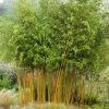 Bambou Jaune - Phyllostachys Aureosulcata Aureocaulis -Plantes Séries Magasin phyllostachys aureosulcata aureocaulis 7816702 1